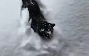 Feline Diving In The Snow - Animals - VIDEOTIME.COM