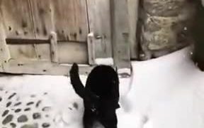 Feline Diving In The Snow