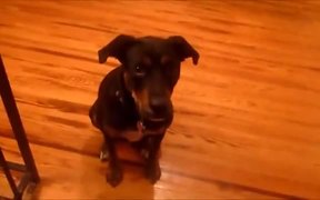 Dog Turns Trumpet King For A Treat