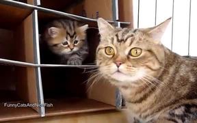Cute Kittens Home Invasion - Animals - VIDEOTIME.COM