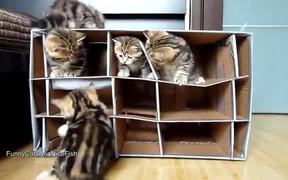 Cute Kittens Home Invasion