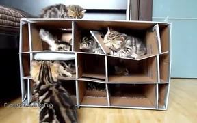Cute Kittens Home Invasion - Animals - VIDEOTIME.COM