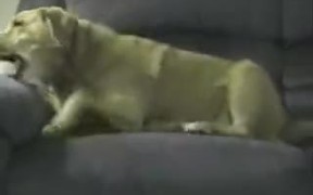 The Canine Impersonator In Action - Animals - VIDEOTIME.COM