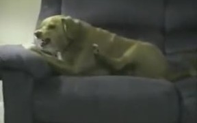 The Canine Impersonator In Action - Animals - VIDEOTIME.COM