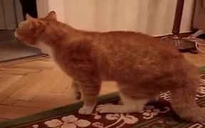 Now We Know Why Cats Are Compared To Women - Animals - VIDEOTIME.COM