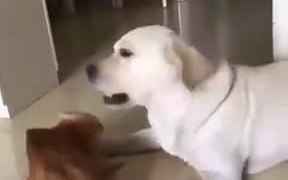 Cat Apologizing To The Dog