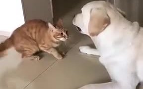 Cat Apologizing To The Dog