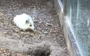 Bored Hide And Seek - Animals - VIDEOTIME.COM