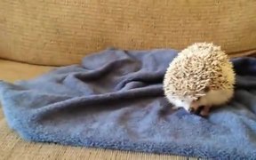 A Guide To Knowing Your Hedgehog