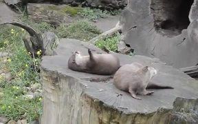 Learn Rock Juggling From The Cute Otter