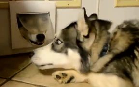 The Two Huskies Who Are BFF’s