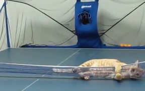 Ping Pong With My Cat - Animals - VIDEOTIME.COM