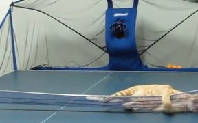 Ping Pong With My Cat