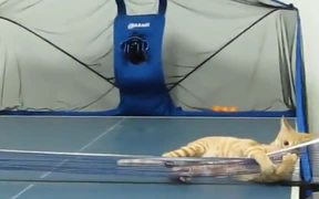 Ping Pong With My Cat