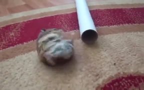 Fat Hamster Fails To Get Inside Pipe