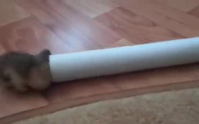 Fat Hamster Fails To Get Inside Pipe - Animals - VIDEOTIME.COM