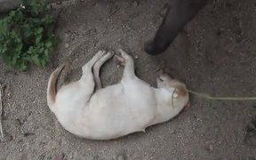 Baby Elephant Wants To Play With Sleeping Dog
