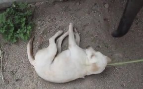 Baby Elephant Wants To Play With Sleeping Dog - Animals - VIDEOTIME.COM