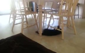 Crazy Cat Backsliding On The Floor