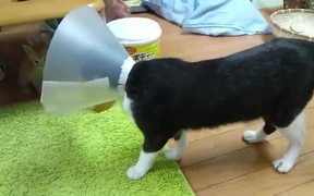 Kitten Harassing A Cat With Cone