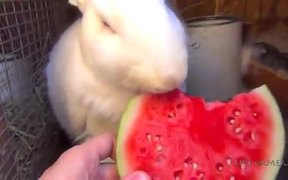 Watermelon Loving Cute Animals - Animals - VIDEOTIME.COM