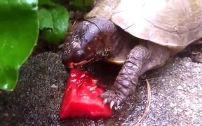 Watermelon Loving Cute Animals - Animals - VIDEOTIME.COM