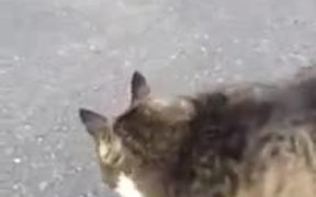 Hilarious Attempt Of Fat Cat To Roll Over - Animals - VIDEOTIME.COM
