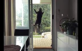 Breaking News: A Cat Is Scaling A Window