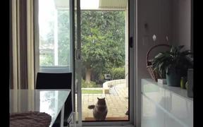Breaking News: A Cat Is Scaling A Window - Animals - VIDEOTIME.COM