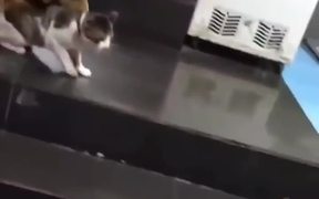Dog Prevents Cat Fight