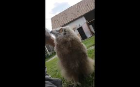 Baby Owl - Animals - VIDEOTIME.COM