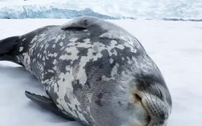 Seal Making Vocalisations