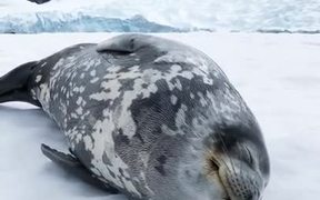 Seal Making Vocalisations - Animals - VIDEOTIME.COM