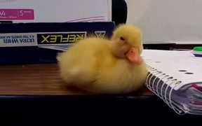 When Sleep Possesses The Ugly Duckling - Animals - VIDEOTIME.COM