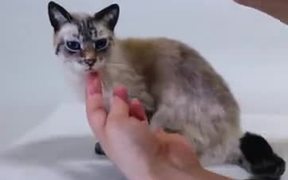 This Cat Looks So Real - Animals - VIDEOTIME.COM