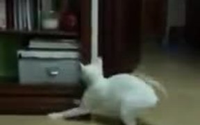 Scared Cat Doing A High Jump