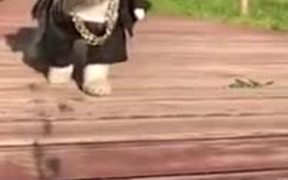 He’s Too Cool For School - Animals - VIDEOTIME.COM