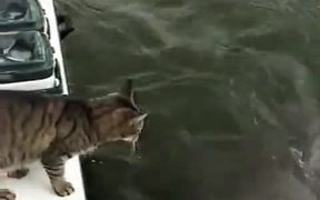 Cat and Dolphin
