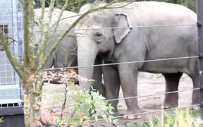Bearing Witness to Zoo Animals - Animals - VIDEOTIME.COM