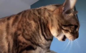 The Autotune Cat - Animals - VIDEOTIME.COM