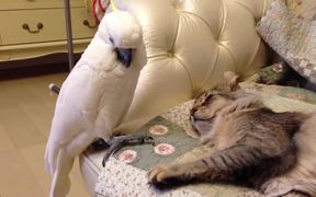 Parrot & Cat