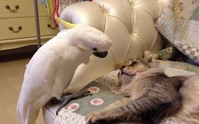 Parrot & Cat