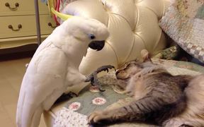 Parrot & Cat - Animals - VIDEOTIME.COM