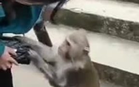 When You Are Too Poor To Hire A Human Guard - Animals - VIDEOTIME.COM