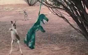 Baby Kangaroo Meets A Dragon - Animals - VIDEOTIME.COM