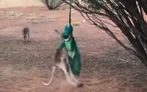 Baby Kangaroo Meets A Dragon - Animals - VIDEOTIME.COM