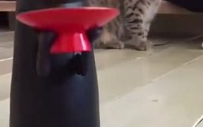 Cat Has No Idea Whats Going On! - Animals - VIDEOTIME.COM