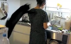 Cat Jump Fails Hilariously - Animals - VIDEOTIME.COM