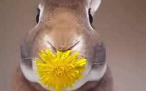 Rabbit Eats A Flower - Animals - VIDEOTIME.COM