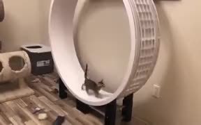 Cute Cat On The Wheel - Animals - VIDEOTIME.COM
